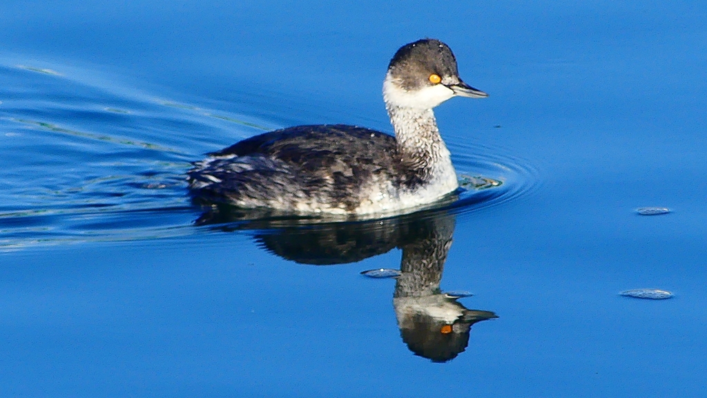 P2370129：ハジロカイツブリ