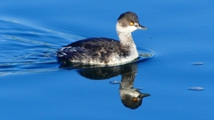 P2370129：ハジロカイツブリ