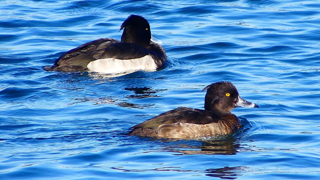 P2380462：キンクロハジロ