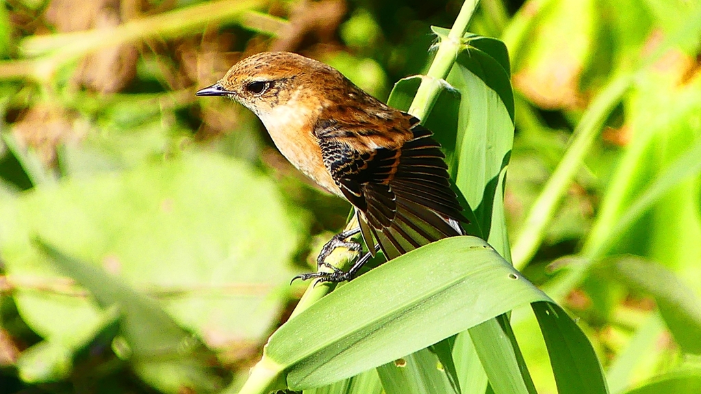 P2300328：ノビタキ