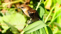 P2300328：ノビタキ