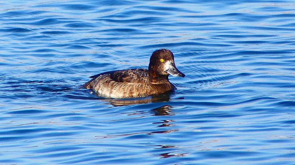 P2380297：キンクロハジロ（メス）
