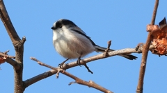 DSCN5987：エナガ