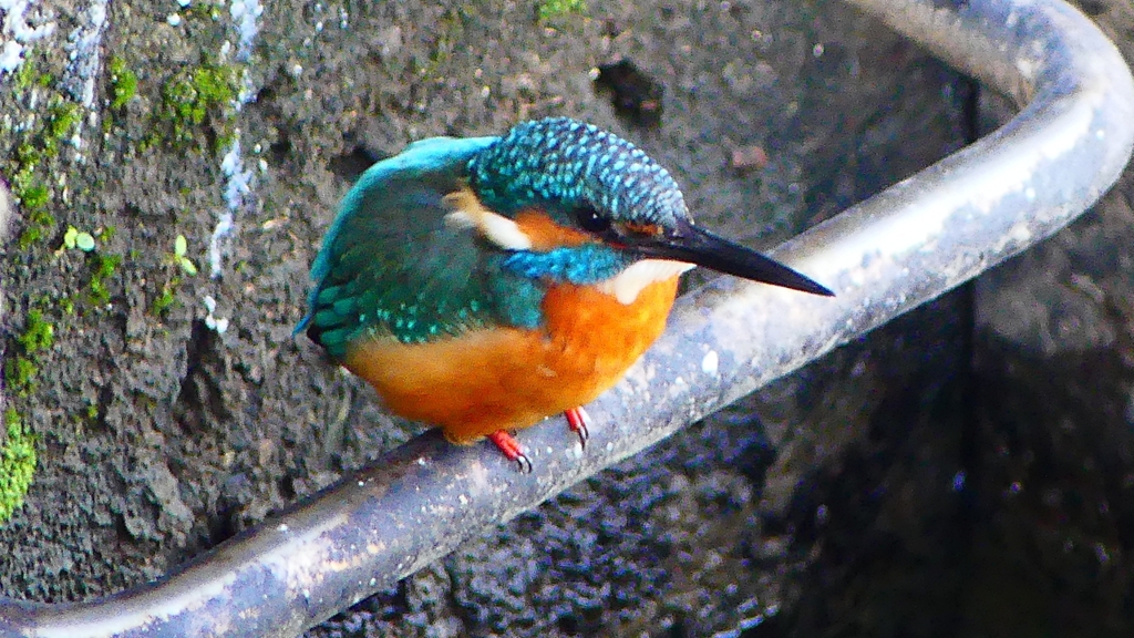 P2410176：カワセミ（オス）