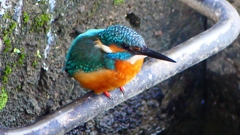 P2410176：カワセミ（オス）