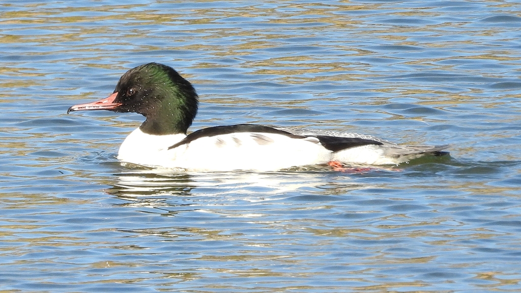 DSCN1953：カワアイサ（オス）