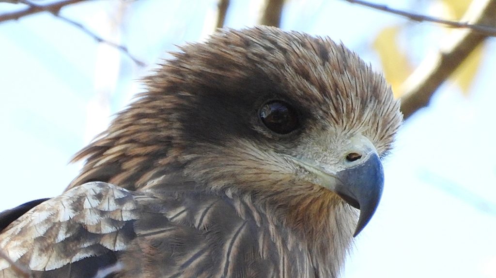 DSCN1385：トビ（顔アップ）