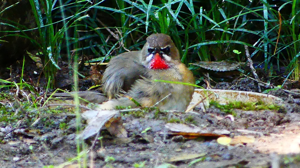 P2310609：ノゴマ（オス