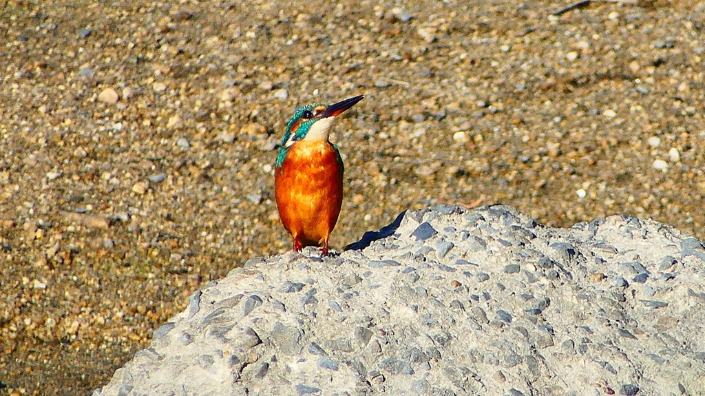 P2270057：カワセミ（メス）