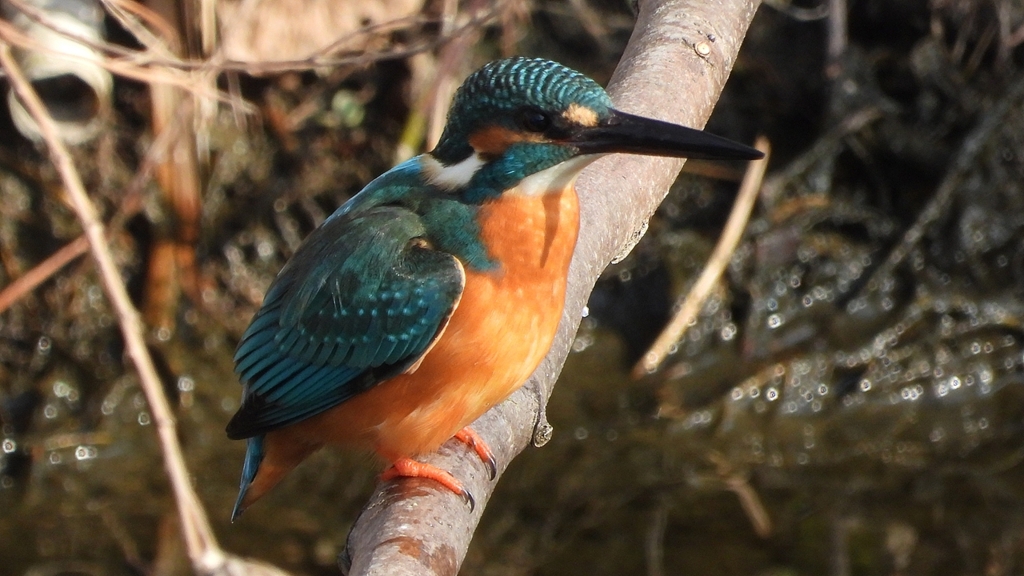 DSCN0654：カワセミ（オス）