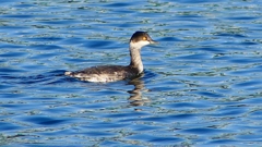 P2370282：ハジロカイツブリ