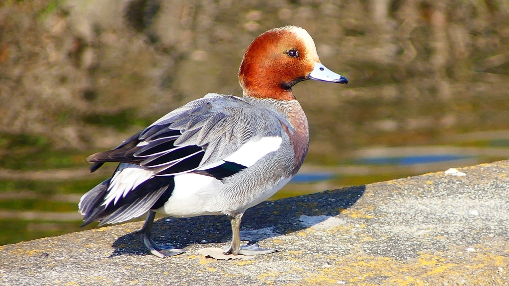 P2390467：ヒドリガモ（オス）