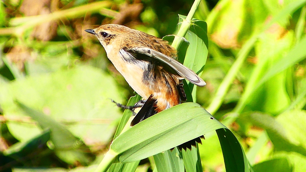 P2300318：ノビタキ