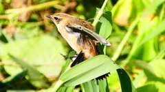 P2300318：ノビタキ