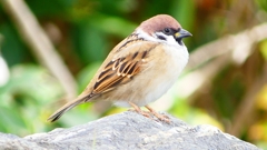 P2340242：スズメ