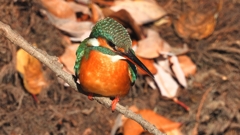 DSCN8940：カワセミ（メス）