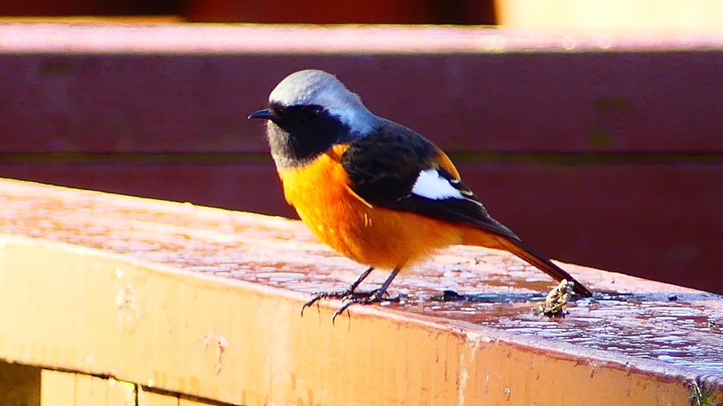 P2370545：ジョウビタキ（オス）