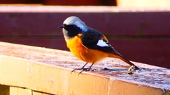 P2370545：ジョウビタキ（オス）