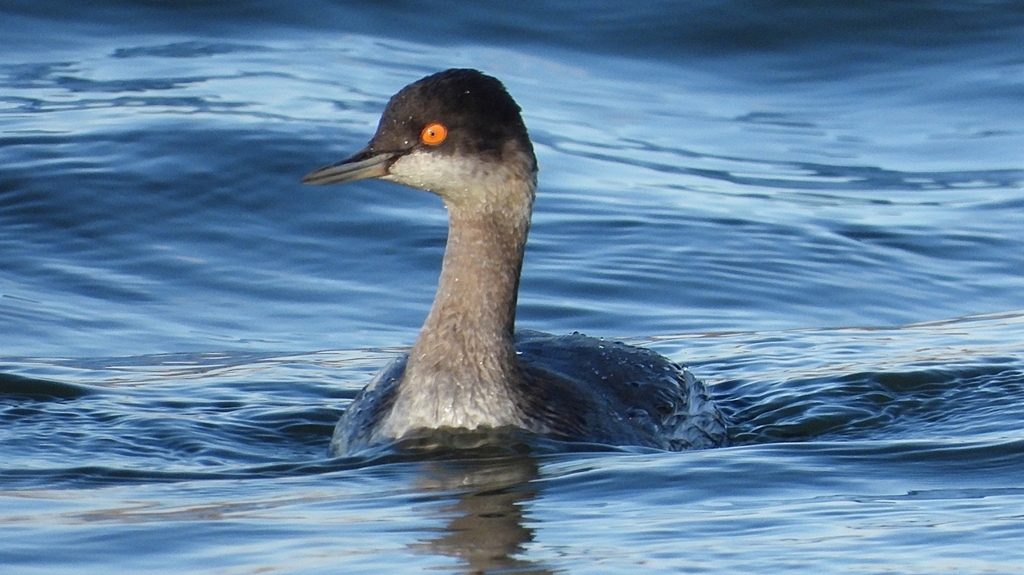 DSCN9273：ハジロカイツブリ