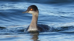 DSCN9273：ハジロカイツブリ