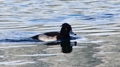 P2360504：キンクロハジロ