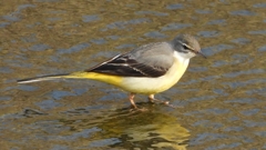 DSCN7492：キセキレイ