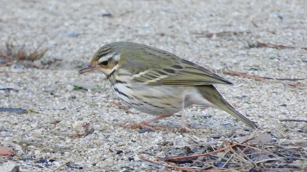 DSCN8272：ビンズイ