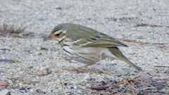 DSCN8272：ビンズイ