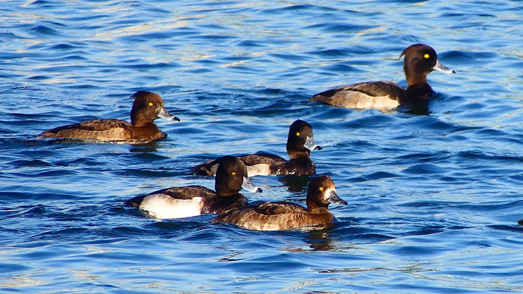 P2380095：キンクロハジロ