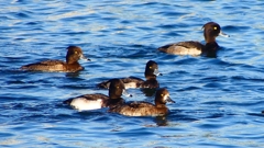 P2380095：キンクロハジロ