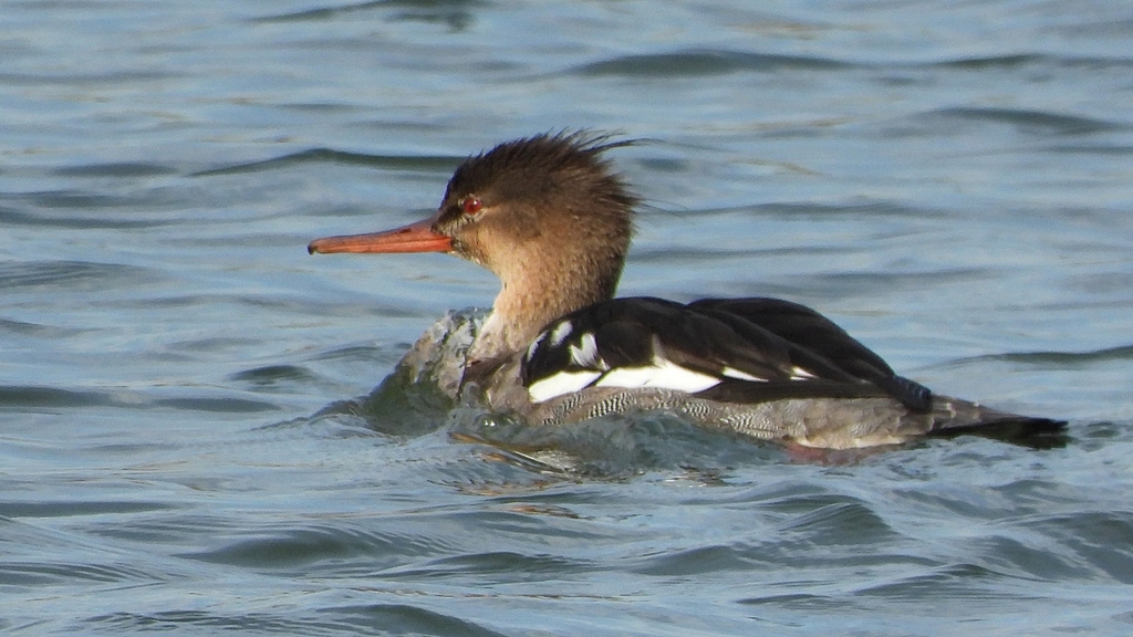 DSCN3247：ウミアイサ（オス）