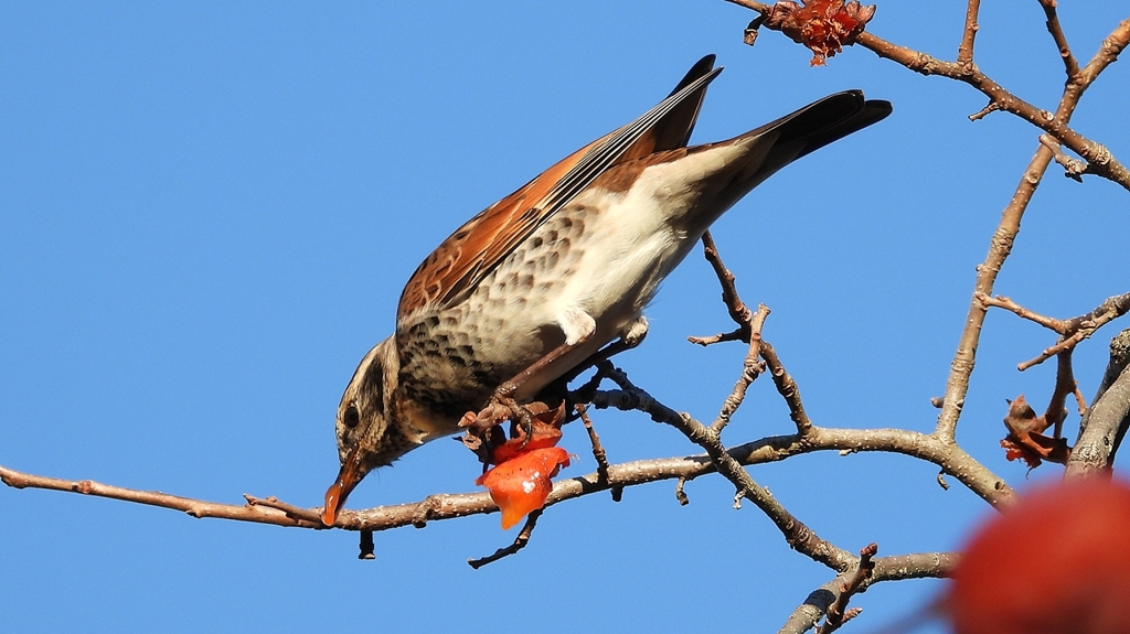 DSCN4690：ツグミ