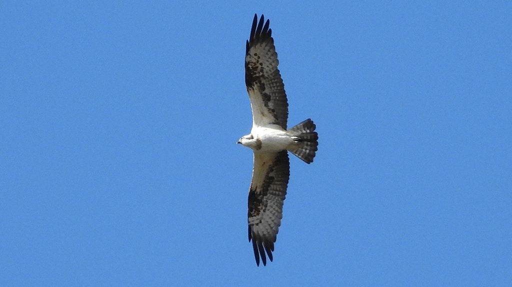 DSCN1148：飛ぶミサゴ