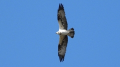 DSCN1148：飛ぶミサゴ