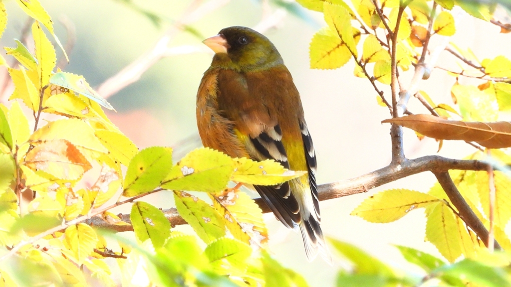 DSCN6262：カワラヒワ