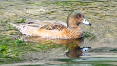 P2340874：ヒドリガモ