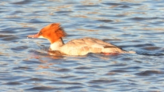 DSCN6377：カワアイサ