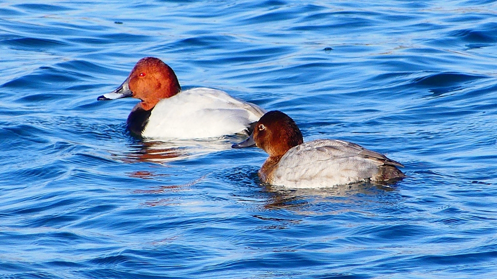 P2380561：ホシハジロ