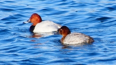 P2380561：ホシハジロ