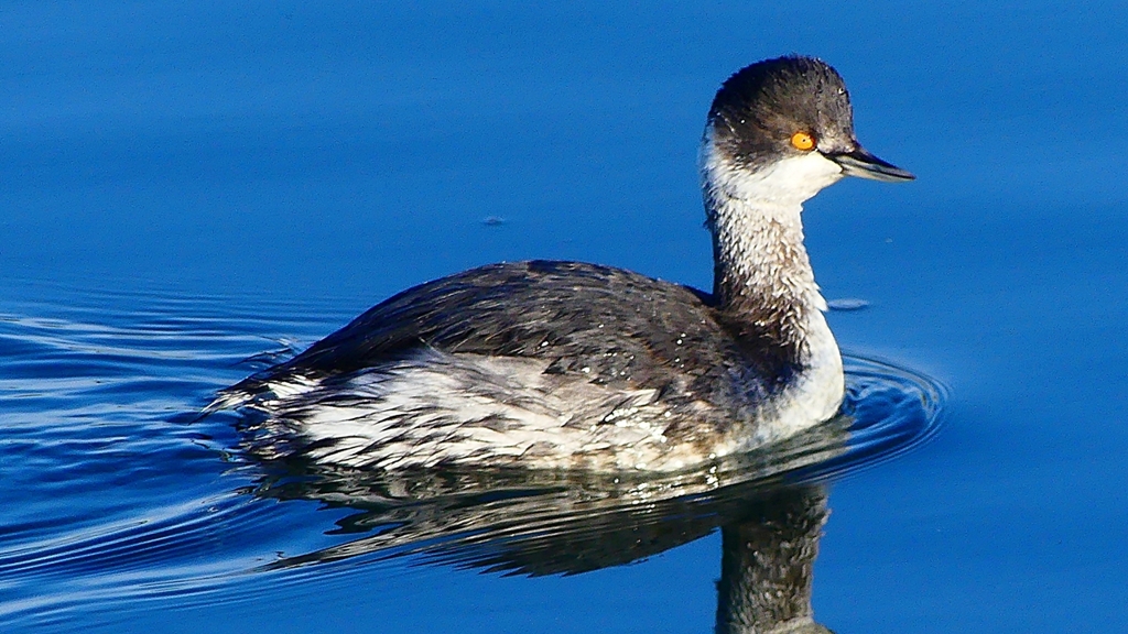 P2370159：ハジロカイツブリ