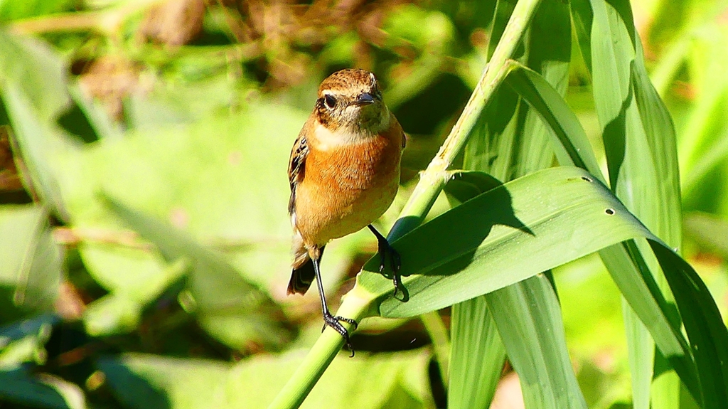 P2300359：ノビタキ