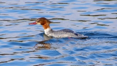 P2390194：カワアイサ（メス）