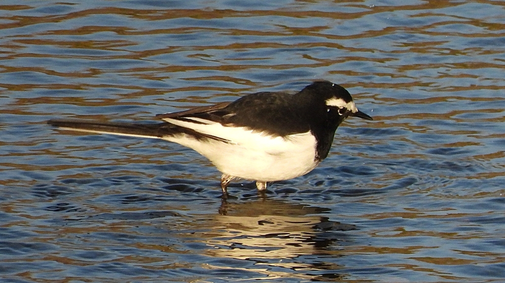 DSCN3651：セグロセキレイ