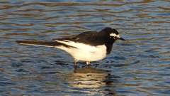 DSCN3651：セグロセキレイ