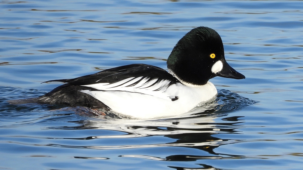 DSCN2655：ホオジロガモ（オス）