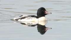 DSCN3075：カワアイサ（オス）