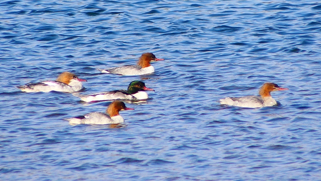 P2380830：カワアイサ