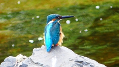 P2280322:カワセミ(オス) P2280322:カワセミ(オス)