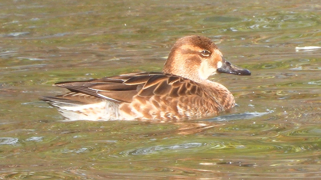 DSCN9083：トモエガモ（メス）