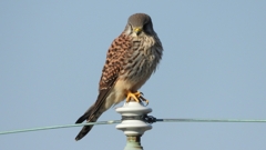 DSCN6554：チョウゲンボウ